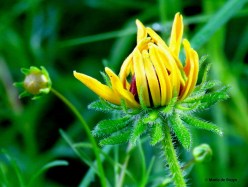 Brown-eyed Susan IMG_0504© Maria de Bruyn res