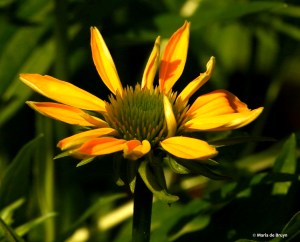 coneflower I77A6365© Maria de Bruyn res
