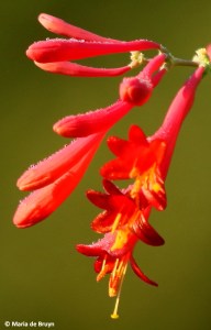 coral honeysuckle I77A0127© Maria de Bruyn 2 res