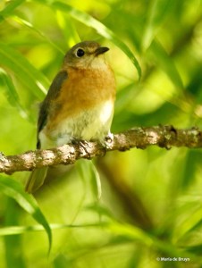 Eastern bluebird I77A6188© Maria de Bruyn res