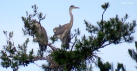 great blue heron IMG_0402© Maria de Bruyn res