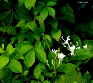 Japanese honeysuckle I77A5711© Maria de Bruyn res