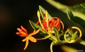 milkweed I77A0079©Maria de Bruyn res