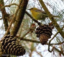 Pine warbler I77A5605© Maria de Bruyn res