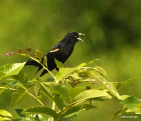 red-winged blackbird I77A6090© Maria de Bruyn res