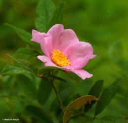 swamp rose Rosa palustris I77A5621© Maria de Bruyn res