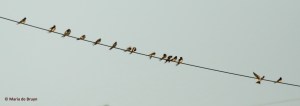barn swallow I77A6990© Maria de Bruyn res
