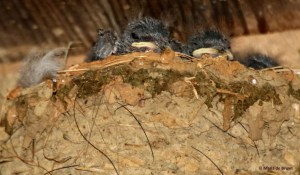 barn swallow I77A7062© Maria de Bruyn res