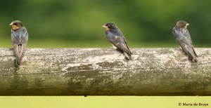 barn swallow I77A7145© Maria de Bruyn res