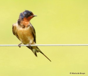barn swallow I77A7161© Maria de Bruyn res