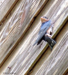 barn swallow IMG_4527© Maria de Bruyn