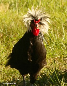 chicken I77A6949© Maria de Bruyn res