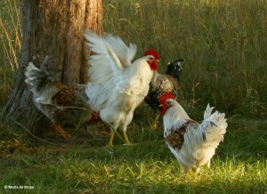 chicken I77A6958© Maria de Bruyn (2)