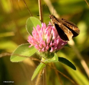 Clouded skipper I77A7102© Maria de Bruyn