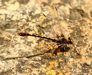 Common sanddragon dragonfly I77A6480© Maria de Bruyn res