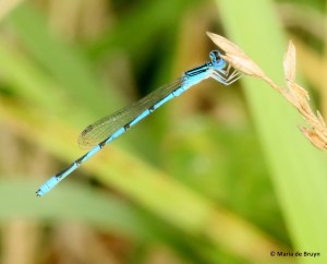 Double-striped American bluet Dancer damselfly I77A6155© Maria de Bruyn res