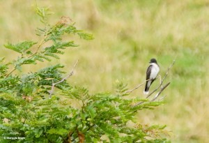 Eastern kingbird I77A6380© Maria de Bruyn res