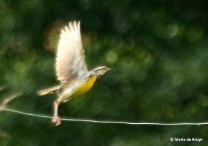 Eastern meadowlark I77A5898© Maria de Bruyn