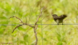 Eastern wood peewee I77A6675© Maria de Bruyn res