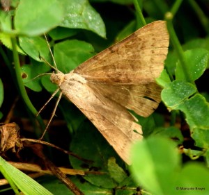 Forage looper I77A5943© Maria de Bruyn res