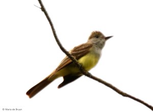 great-crested flycatcher I77A7199© Maria de Bruyn res