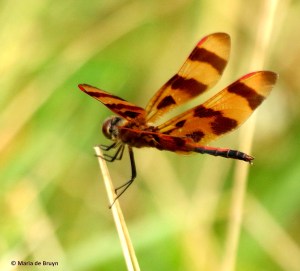 halloween pennant Celithemis eponina I77A6337© Maria de Bruyn res