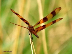 halloween pennant I77A6315© Maria de Bruyn res