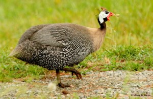 helmeted guineafowl I77A5648© Maria de Bruyn res