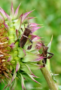 leaf-footed bug Leptoglossus phyllopus IMG_4412© Maria de Bruyn res