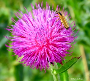 margined leatherwing soldier beetle IMG_4437© Maria de Bruyn res