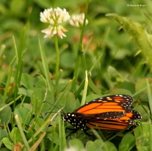monarch I77A6970© Maria de Bruyn res