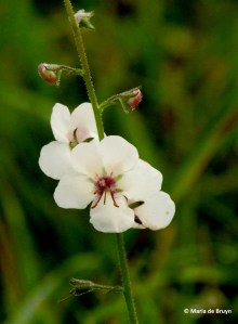 Moth mullein Verbascum blattaria I77A5812© Maria de Bruyn res