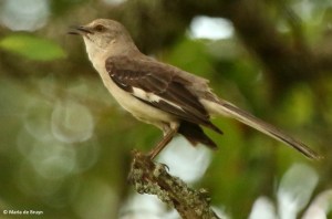 Northern mockingbird I77A7669© Maria de Bruyn res