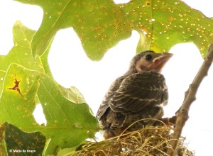 orchard oriole I77A7271© Maria de Bruyn res