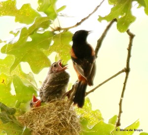 orchard oriole I77A7500© Maria de Bruyn