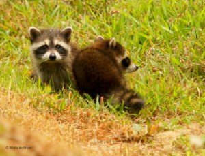 raccoon I77A7213© Maria de Bruyn res