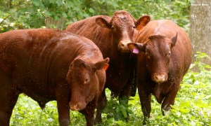Red Devon cattle I77A6581© Maria de Bruyn res
