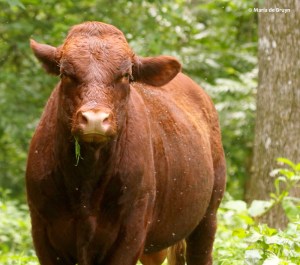 Red Devon cattle I77A6617© Maria de Bruyn res
