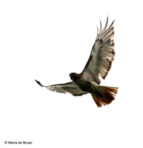 red-tailed hawk I77A6044© Maria de Bruyn res