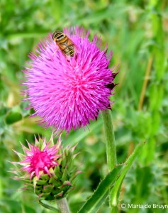 Syrphid fly - Palpada vinetorum IMG_4422© Maria de Bruyn res