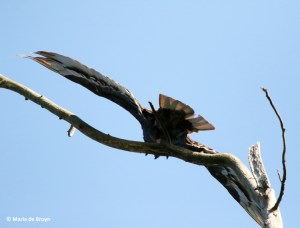 turkey vulture I77A7107© Maria de Bruyn res