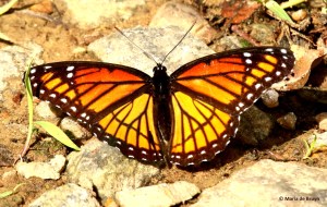 Viceroy I77A6432© Maria de Bruyn res