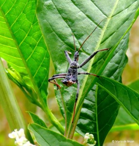 Wheel bug - Arilus cristatus IMG_4481© Maria de Bruyn res