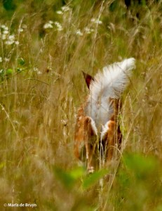 white-tailed deer I77A6199© Maria de Bruyn res