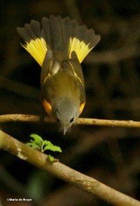 american-redstart-i77a4217-maria-de-bruyn-res