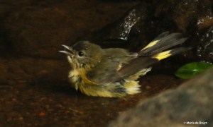 american-redstart-i77a4629-maria-de-bruyn-res