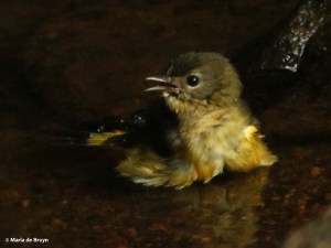 american-redstart-i77a4658-maria-de-bruyn