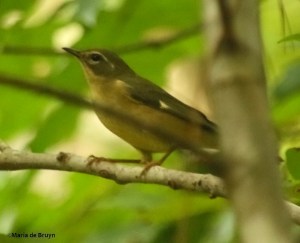 black-throated-blue-i77a4426maria-de-bruyn-res