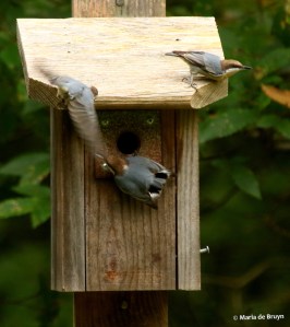 brown-headed-nuthatch-i77a7441-maria-de-bruyn-res
