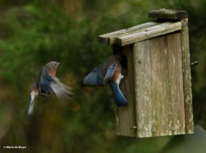 brown-headed-nuthatch-i77a9653-maria-de-bruyn-res